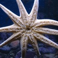 AquariumStarfish.jpg