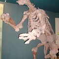 prehistoricsloth