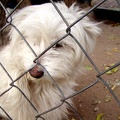 Dog_behind_fence