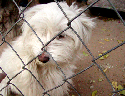 Dog_behind_fence.jpg